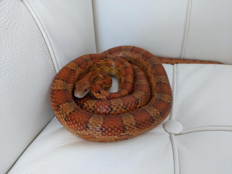 Rắn ngô - Corn Snake