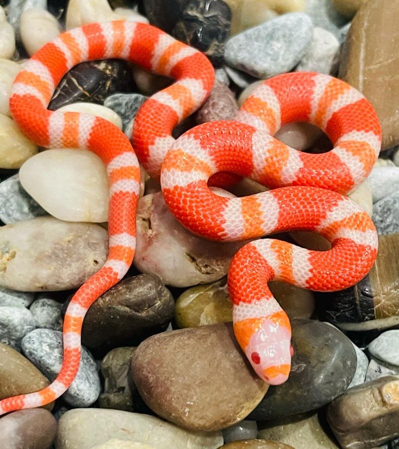 Rắn sữa Honduras - Honduran Milk Snake
