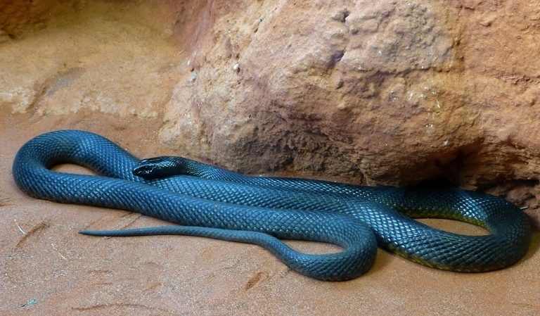 Rắn độc Taipan