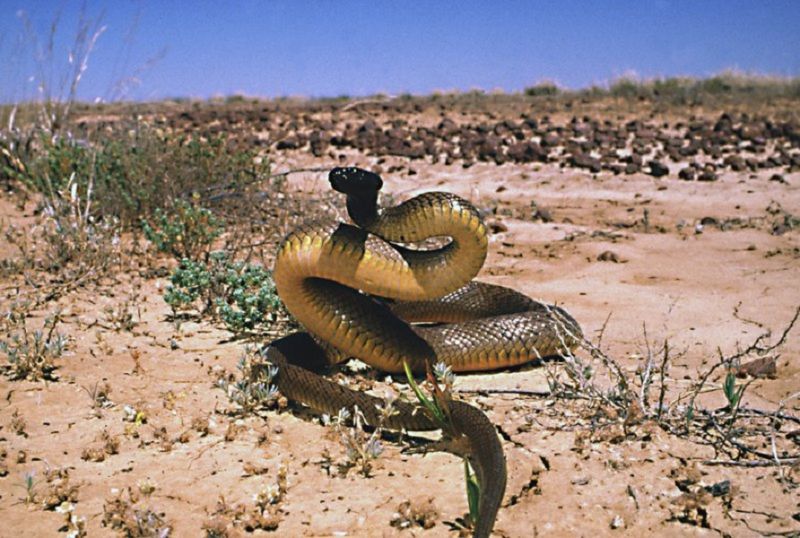Rắn Taipan nội địa