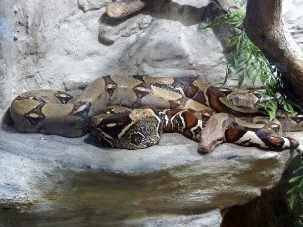Rắn xiết mồi (Boa constrictor)