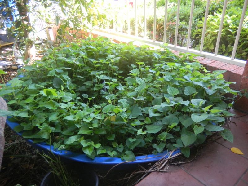 Rau diếp cá
