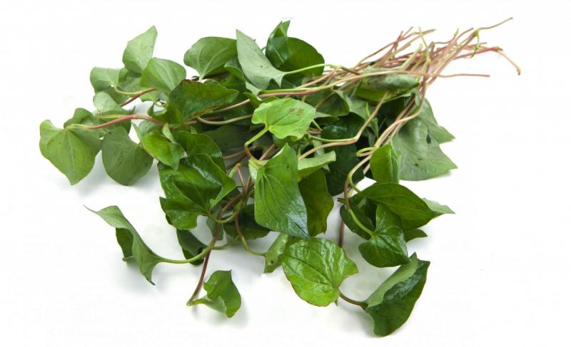 Cách trị mụn mùa hè hiệu quả nhất bạn nên áp dụng - dùng rau diếp cá