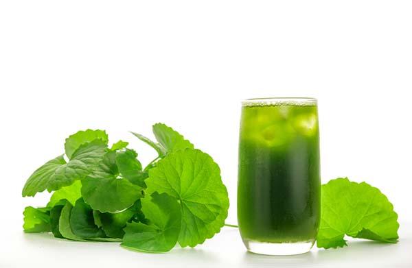Rau má thanh nhiệt, giải độc gan