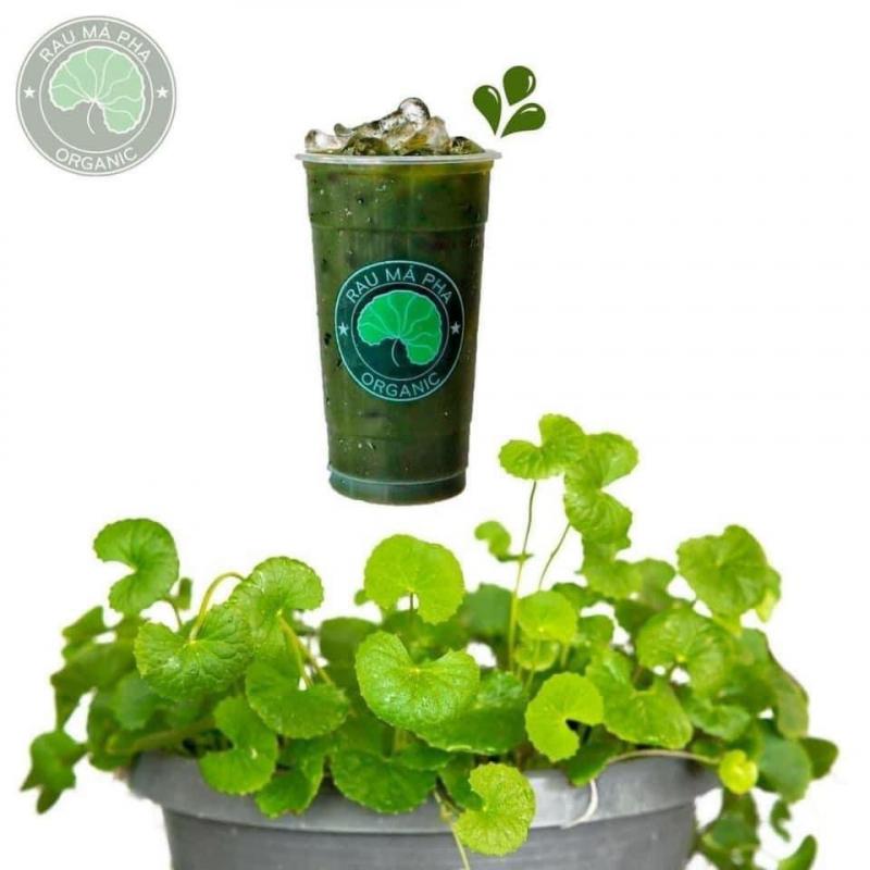 Rau Má Pha Organic