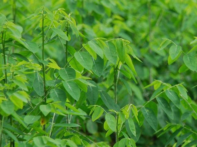 Ăn nhiều rau ngót có thể gây co thắt tử cung