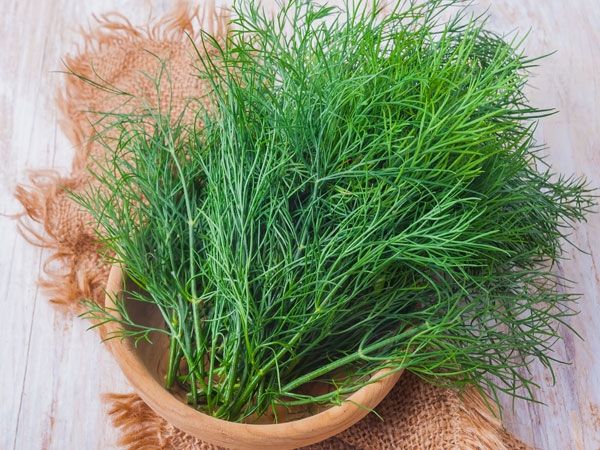 Tinh dầu Eugenol trong lá rau thì là có tác dụng làm giảm lượng đường trong máu