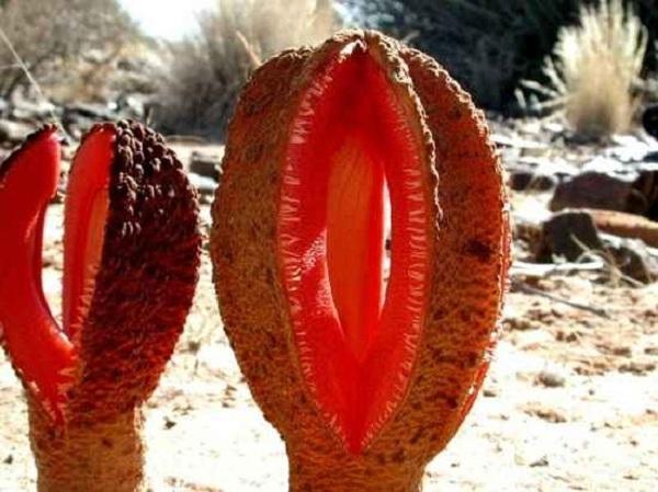 Rễ Hydnora Africana