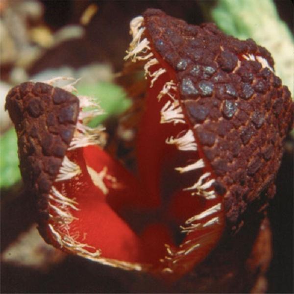 Rễ Hydnora Africana