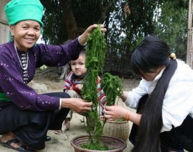 Rêu được rửa sạch sẽ