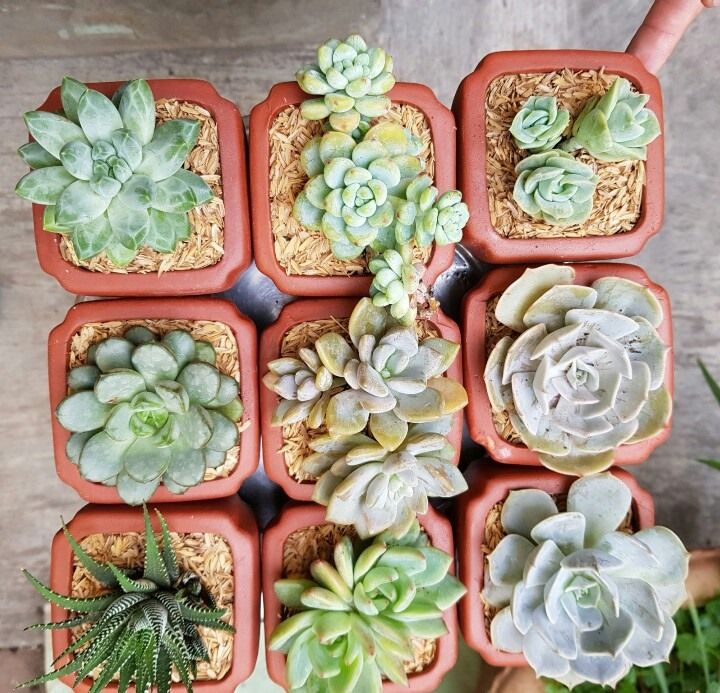 Ribi Garden - Vườn Sen Đá Phan Thiết