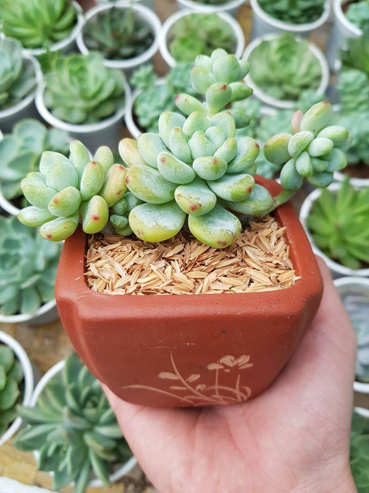 Ribi Garden - Vườn Sen Đá Phan Thiết