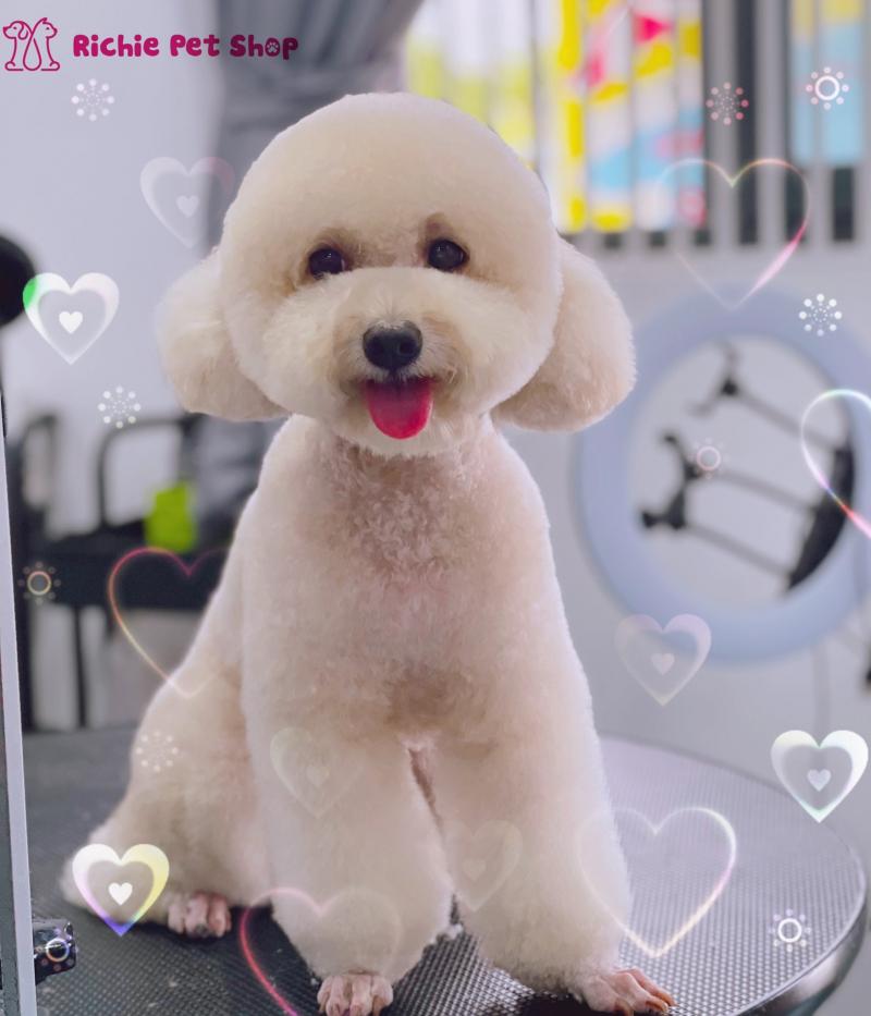 Richie Pet Shop