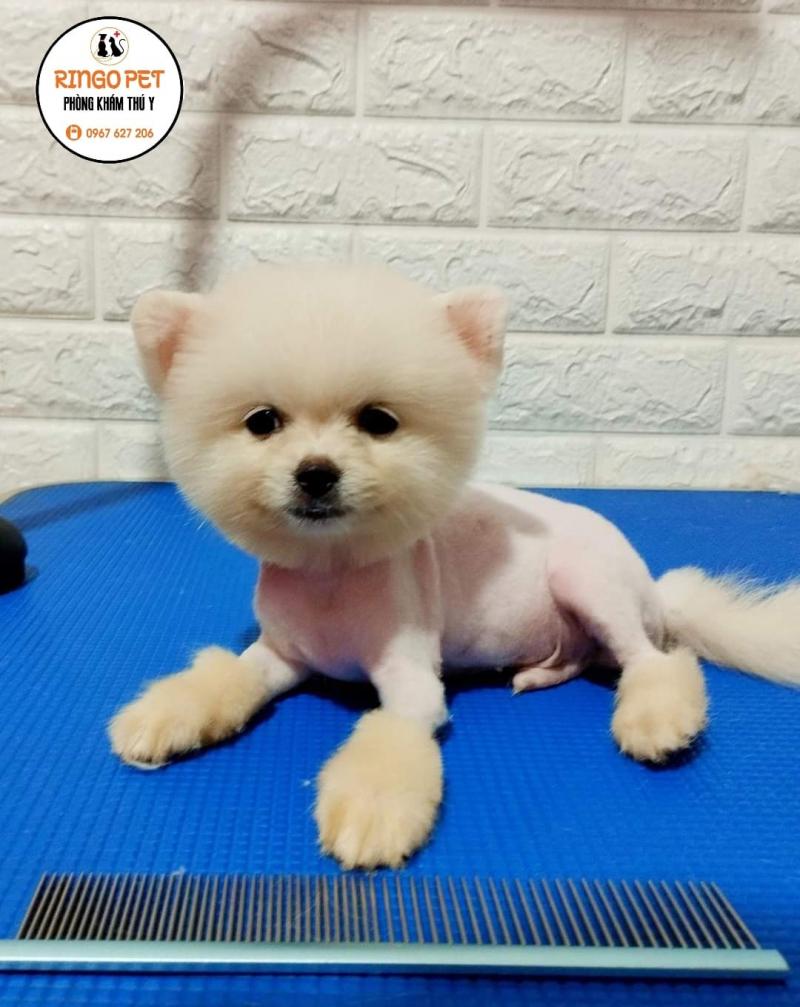 Ringo Pet