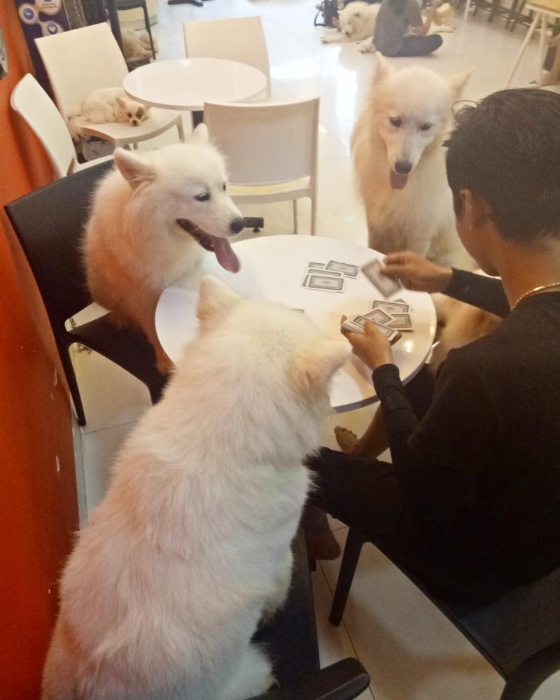 RITDO Pet Coffee