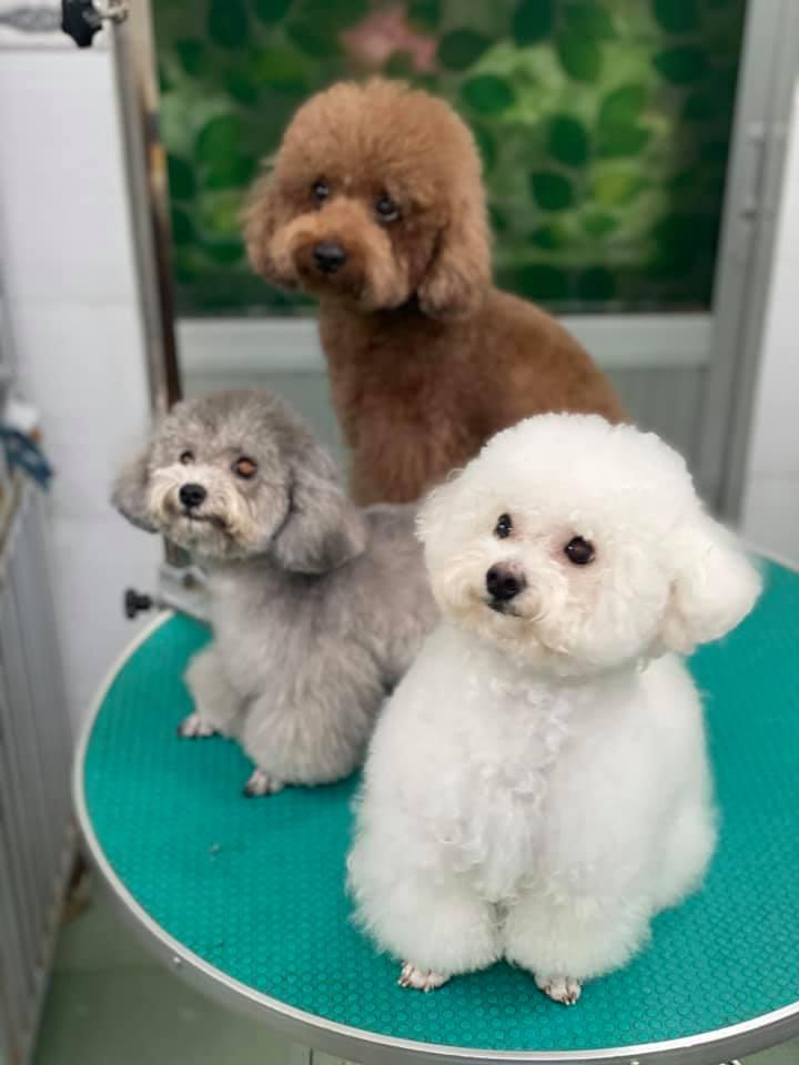 Rơm Ơi Pet Care