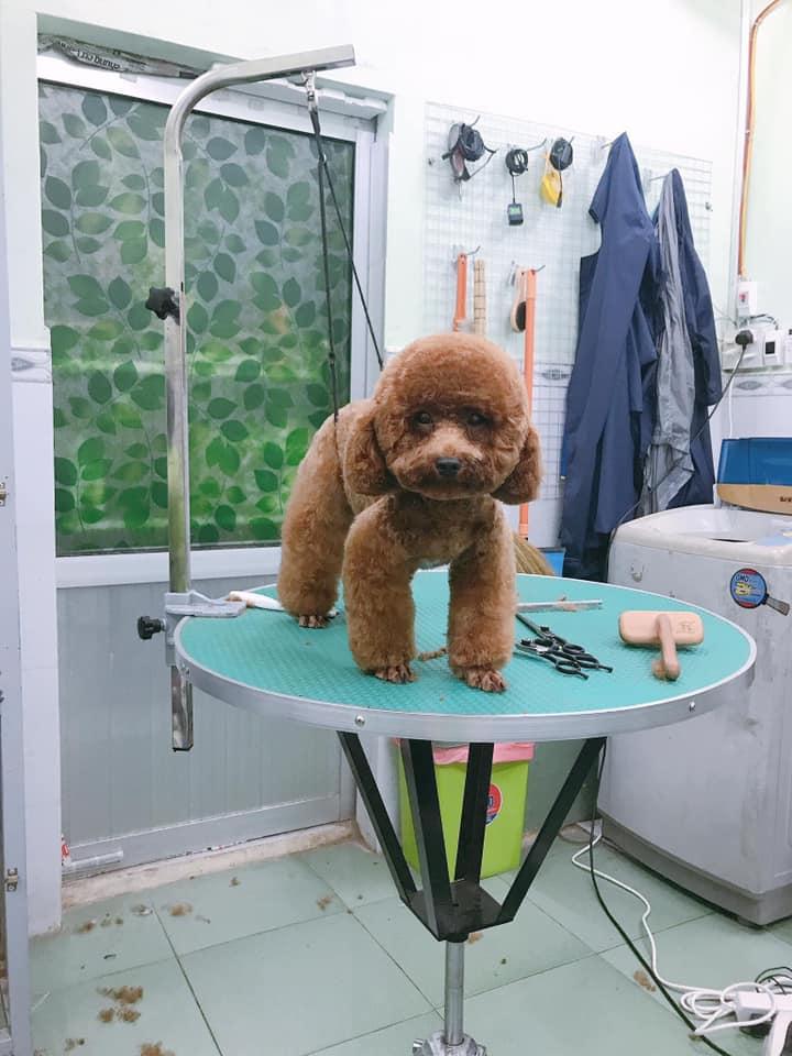 Rơm Ơi Pet Care