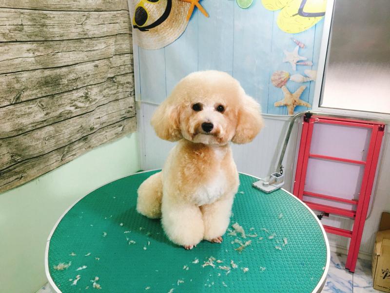 RƠM ƠI PET CARE