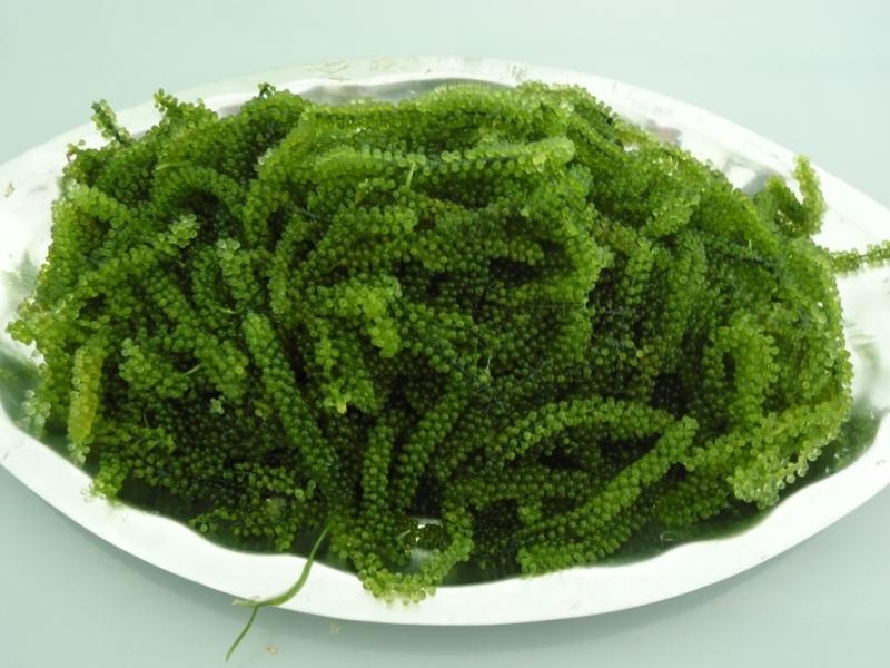 Rong biển tươi