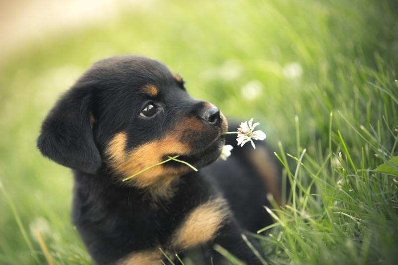 Rottweiler hay còn gọi là rốt hoặc rotti