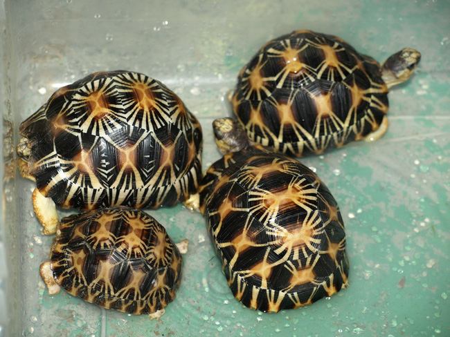 Rùa Bức Xạ