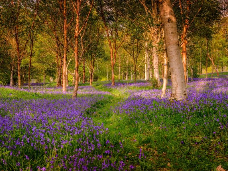 Rừng Bluebell, Anh