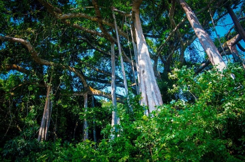 Mát mẻ với những tán cây xum xuê.