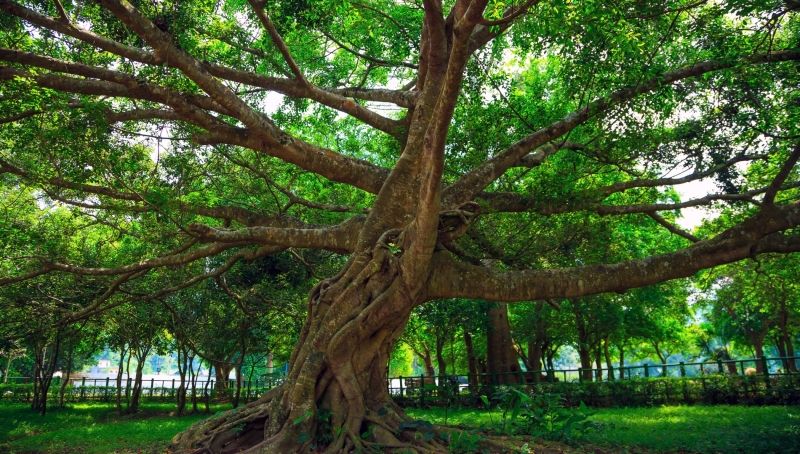 Rừng Cúc Phương, Ninh Bình