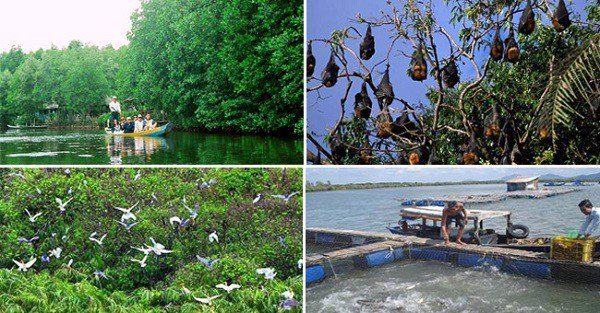 Rừng nguyên sinh ngập mặn ở Cần Giờ