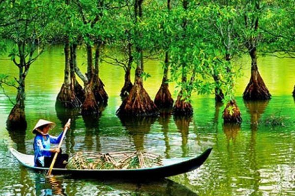 Rừng nguyên sinh ngập mặn ở Cần Giờ