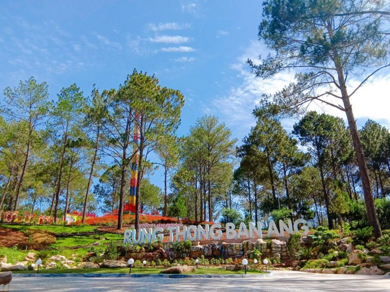 Rừng Thông bản Áng
