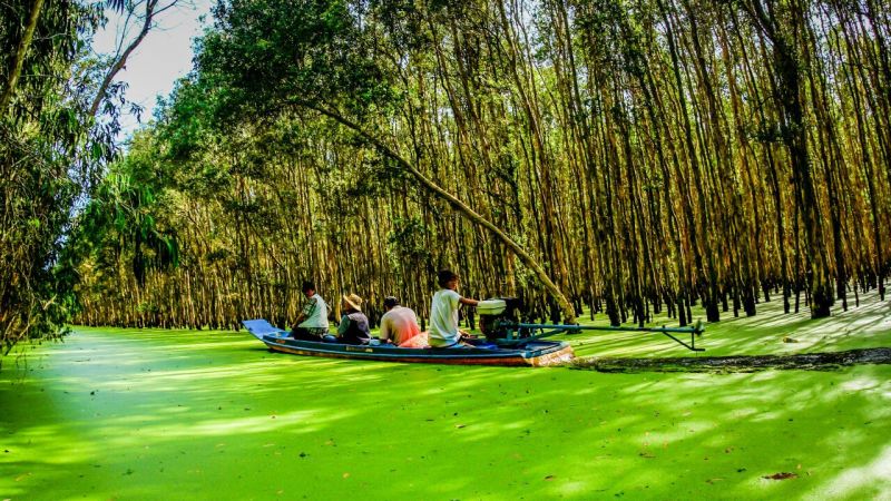 Rừng tràm Trà Sư - An Giang.