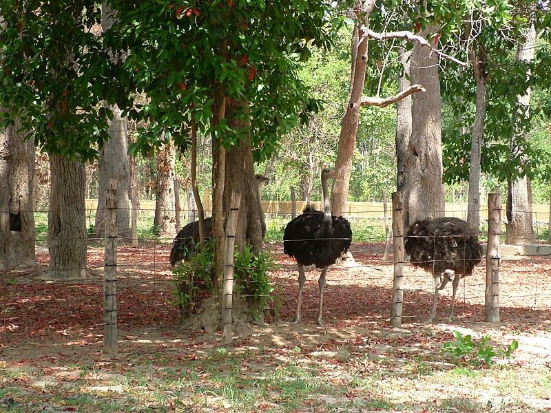 Rừng Yok Đôn