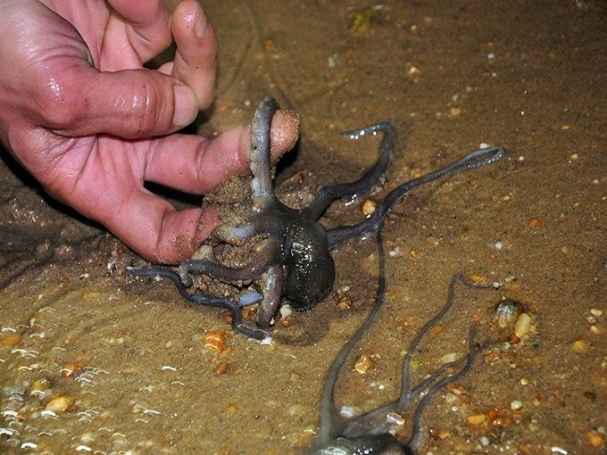 Khai thác ruốc lỗ