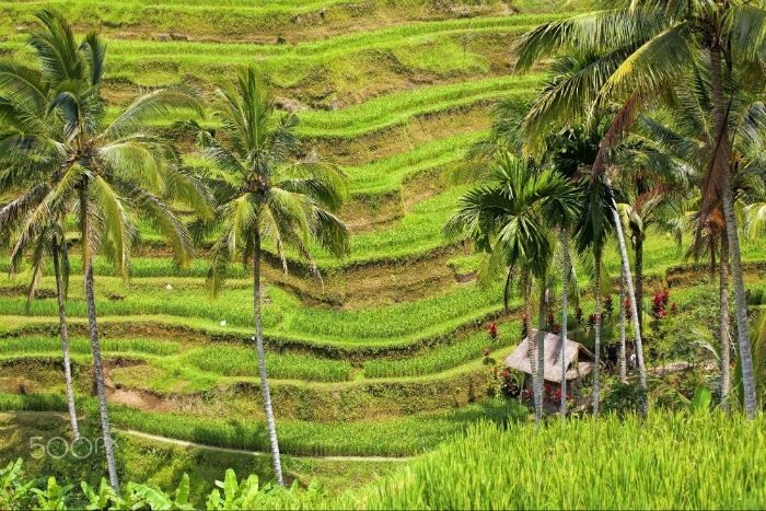 Ruộng lúa xen kẽ những rặng dừa xanh cao vút