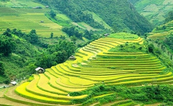 Ruộng bậc thang Hoàng Su Phì
