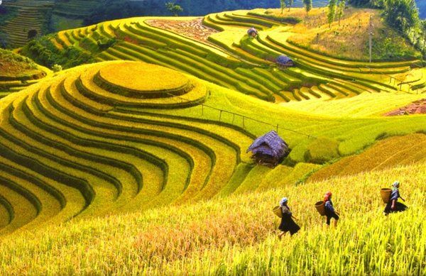 Ruộng bậc thang Hoàng Su Phì