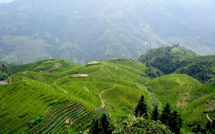Ruộng bậc thang Long Tích xếp theo hình 