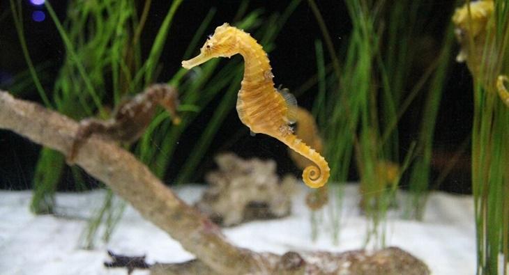 Rượu ngâm cá ngựa là loại rượu tốt cho sức khỏe nhất