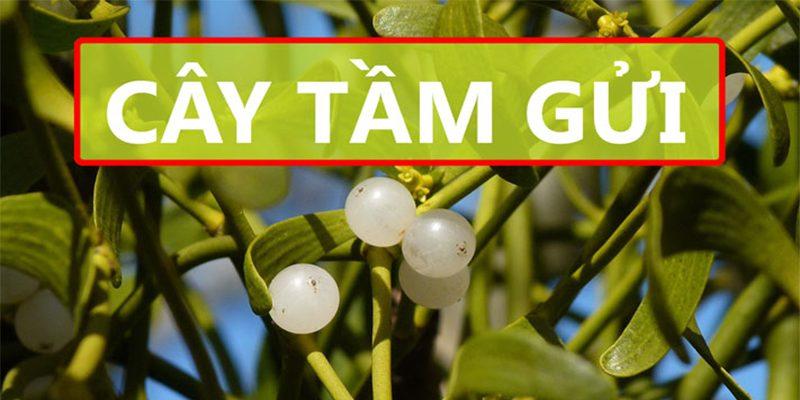 Rượu cây tầm gửi