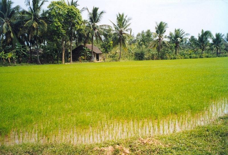 Nếp Bến Tre chính là một trong bốn yếu tố tạo nên vị ngon của rượu Phú Lễ (Nguồn: Sưu tầm)