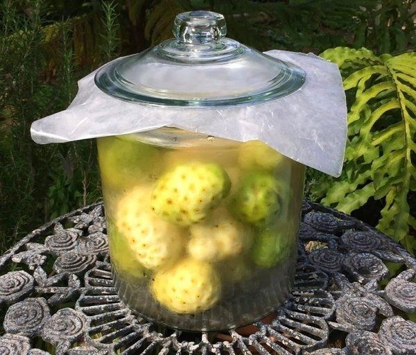 Rượu trái Nhàu