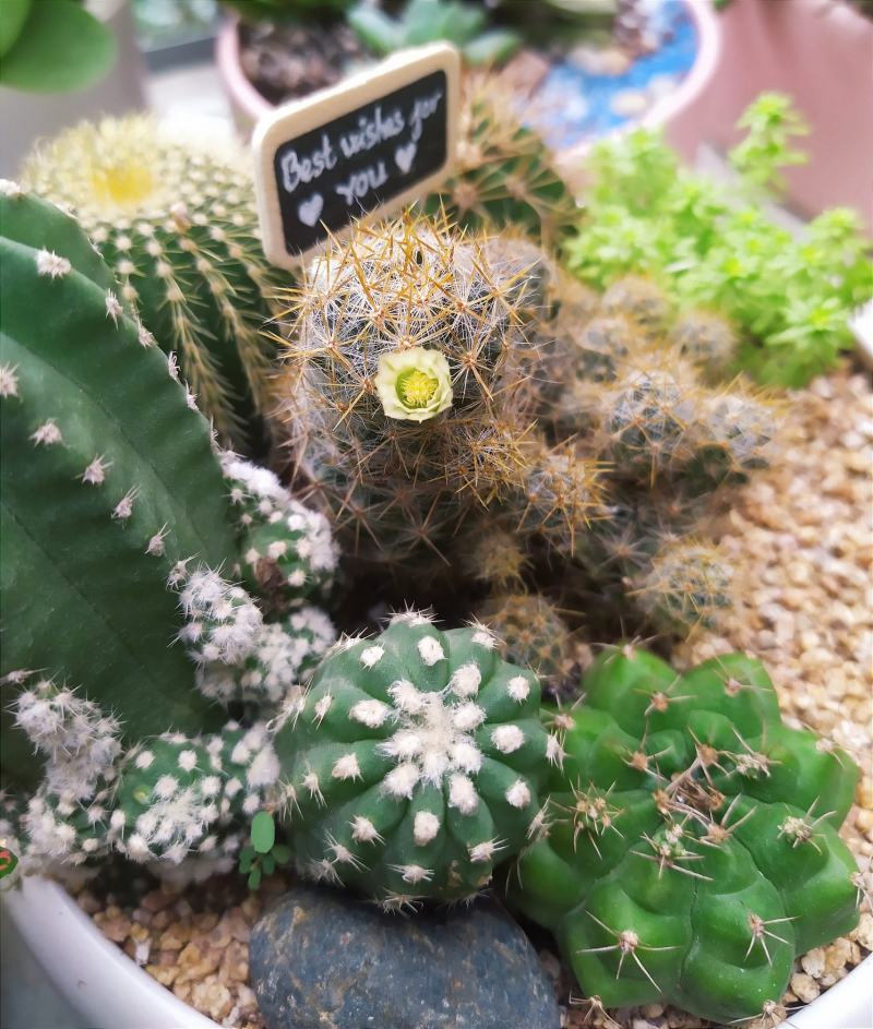 Ry's Garden - Terrarium Vũng Tàu