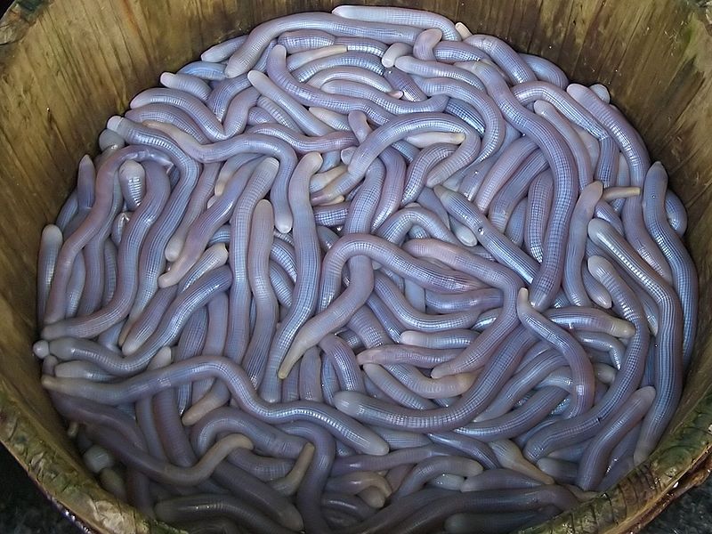 Sá sùng tươi sống.