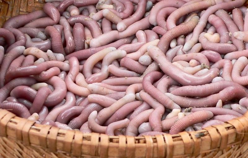 Sá sùng là một trong những hải sản quý hiếm nhất hiện nay