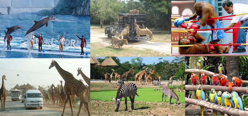 Safari World