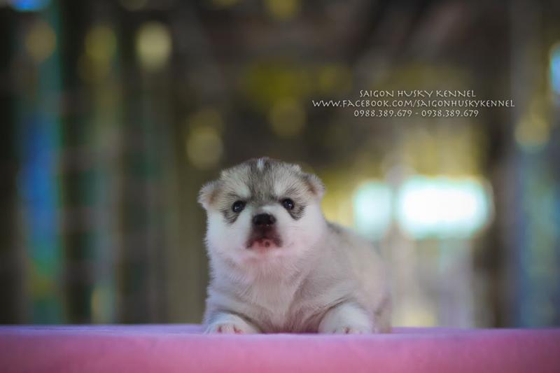 Saigon Husky Kennel