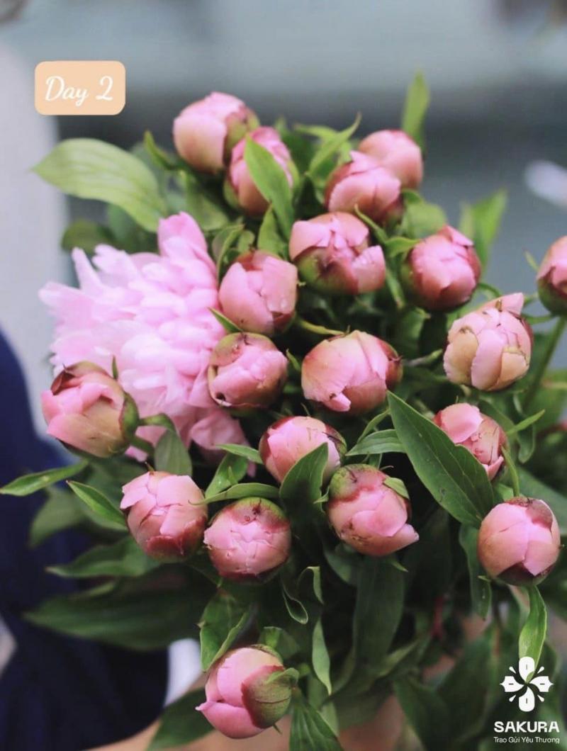 Sakura Flower