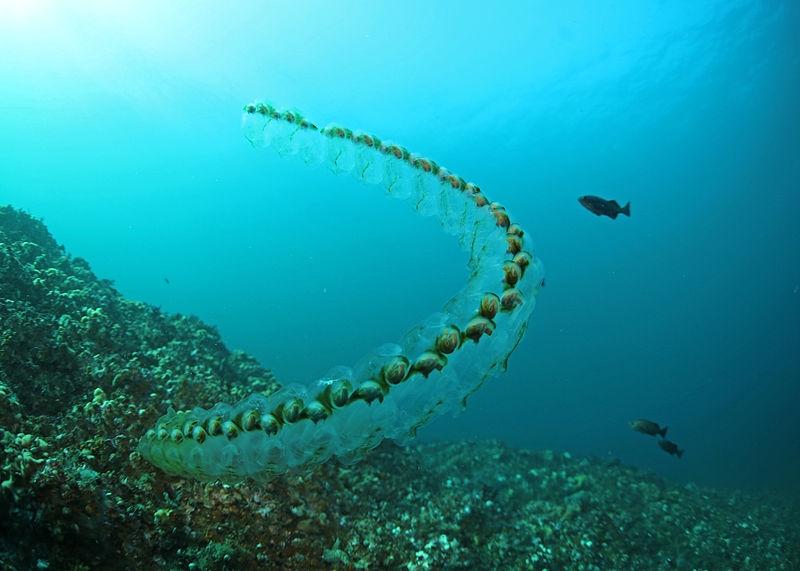 Salp dạng chuỗi