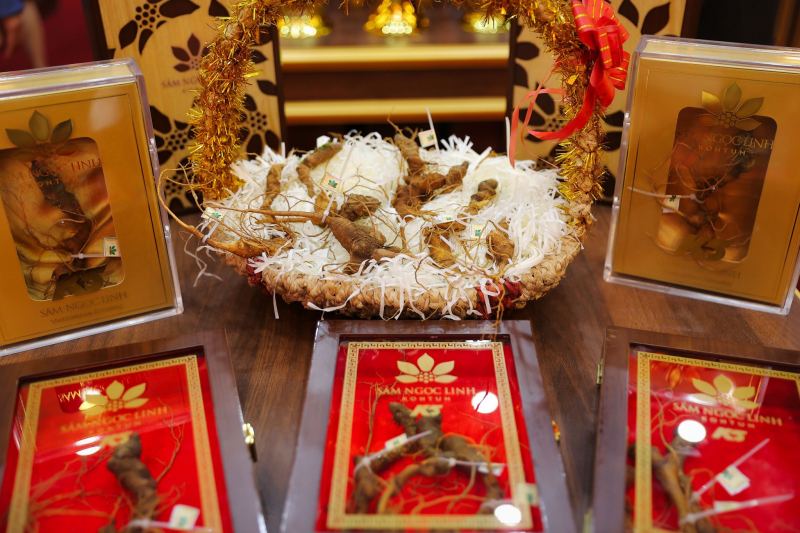 Sâm Ngọc Linh Kon Tum